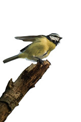 Eurasian blue tit (Cyanistes caeruleus) isolated, png with no background.