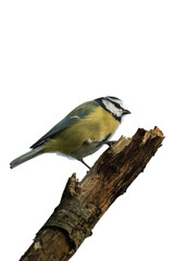 Fototapeta premium Eurasian blue tit (Cyanistes caeruleus) isolated, png with no background.
