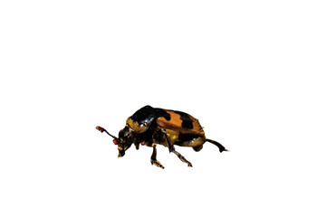 Burying beetles or sexton beetles, genus Nicrophorus isolated, png with no background.