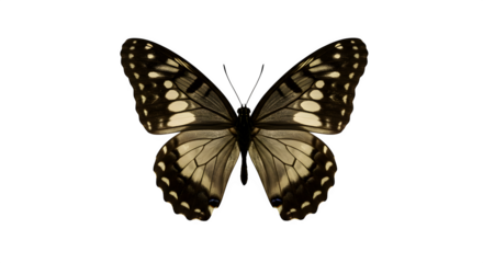 Sepia Butterfly with Open Wings shows translucent detail, lit against black for educational posters, art prints, branding.