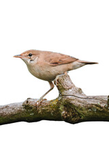 Common nightingale, rufous nightingale or nightingale (Luscinia megarhynchos)  isolated, png with no background.