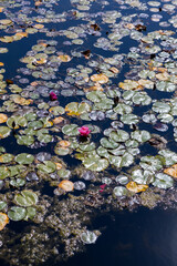 Colorful water lilies float gracefully on a serene pond, surrounded by vibrant green lily pads and...