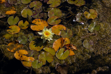 Yellow water lily blooms among green and orange lily pads on a tranquil pond surface, showcasing nature's beauty and vibrant colors in a serene aquatic environment
