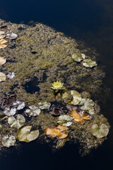Water lily blooms amidst floating leaves and algae on a tranquil pond surface, showcasing the beauty of nature and aquatic ecosystems in a serene environment