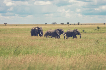 Fototapeta premium Elephants in the Wild