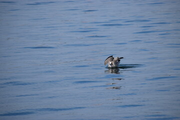 Silver gull floating calmly in the sea