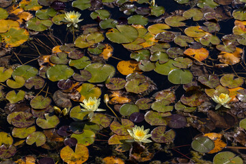 Water lilies bloom gracefully on a serene pond, surrounded by vibrant green lily pads and autumn leaves, creating a tranquil natural landscape with reflections