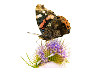 Vanessa atalanta, the red admiral or, previously, the red admirable isolated, png with no background.