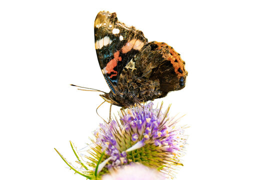 Vanessa atalanta, the red admiral or, previously, the red admirable isolated, png with no background.