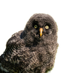 Baby owl isolated, png with no background.