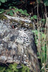 Old weathered tree trunk in forest with small growing mushrooms, natural textures and autumn atmosphere