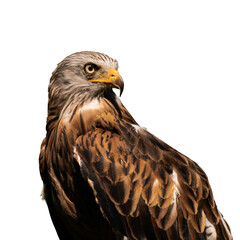 Golden eagle (Aquila chrysaetos) isolated, png with no background.