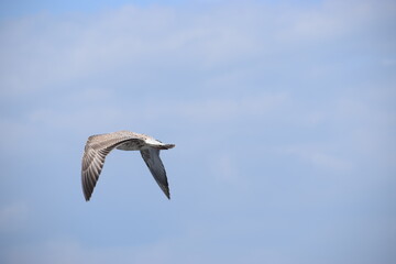 Obraz premium Silver Gull flying against cloudy sky
