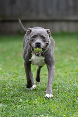 American pitbull terrier is running toward you with a tennis ball