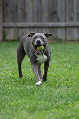 American pitbull terrier is running toward you with a tennis ball