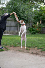 boxer dog jumps high and plays with dog trainer during trainging session