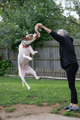 boxer dog jumps high and plays with dog trainer during trainging session