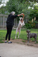 boxer dog jumps high and plays with dog trainer during trainging session