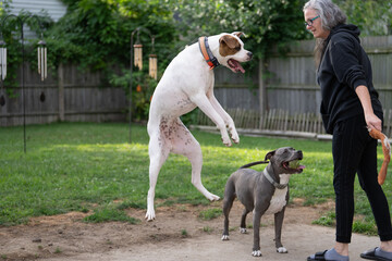 boxer dog jumps high and plays with dog trainer during trainging session