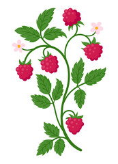 Raspberry branch bearing ripe red fruit, green leaves, and delicate pink blossoms, flat illustration isolated on white. Ideal for summer, food and botanical design projects
