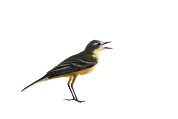 Western yellow wagtail (Motacilla flava) isolated, png with no background.