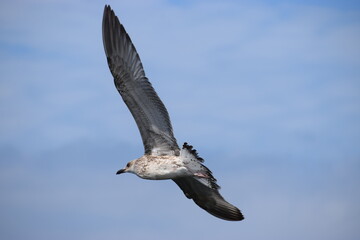 Silver Gull flying against cloudy sky