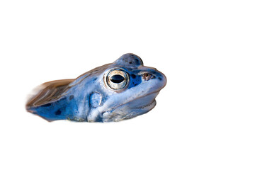 Blue frog during mating season isolated, png with no background.
