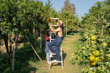 Farmer harvesting oranges in an orange tree field. Worker Gathering Ripe Citrus Fruits in Sunlit....