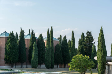 cipressi