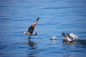 Silver gull flying close over sea water in action