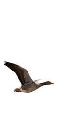 Greylag goose (Anser anser) in flight isolated, png with no background.