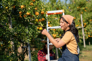 Farmer harvesting oranges in an orange tree field. Worker Gathering Ripe Citrus Fruits in Sunlit....
