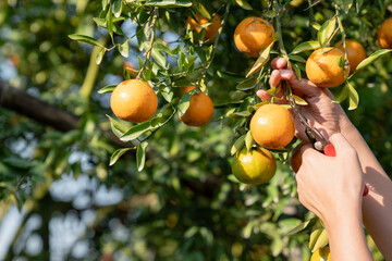Farmer harvesting oranges in an orange tree field. Worker Gathering Ripe Citrus Fruits in Sunlit....