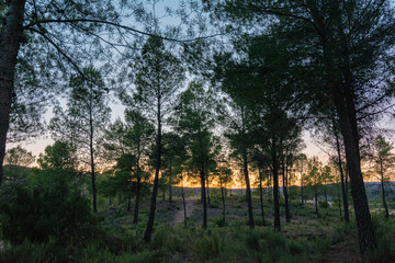Serene Pine Forest at Dusk with Orange Glow