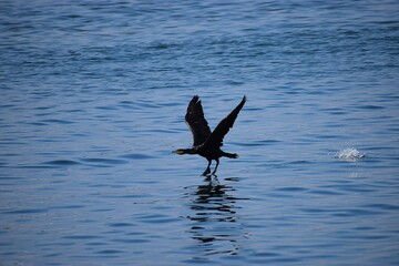 Large cormorant taking off from the sea