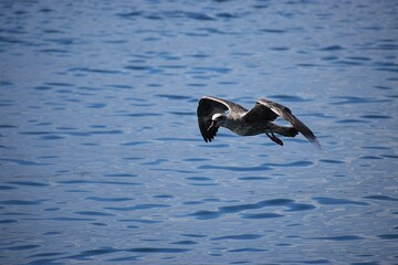 Silver gull flying close over sea water in action