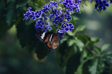 Close-up of a colorful butterfly on purple flowers in a tropical garden. Exotic insect collecting nectar, Koh Phangan island, Thailand. Nature and wildlife photography.