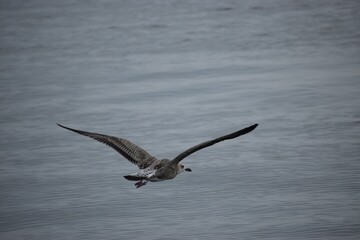 Silver gull flying close over sea water in action