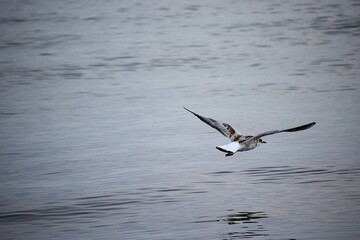 Silver gull flying close over sea water in action