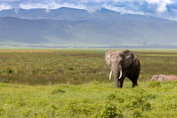 Fototapeta premium Elephants in the Wild