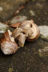 zwei liebende Schnecken