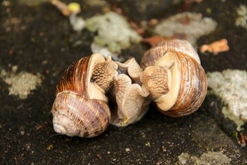 zwei liebende Schnecken