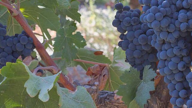 racimo uvas negras parra vid  oto&ntilde;o  