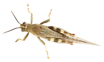 Egyptian grasshopper or Egyptian locust (Anacridium aegyptium) isolated on white background, top view	