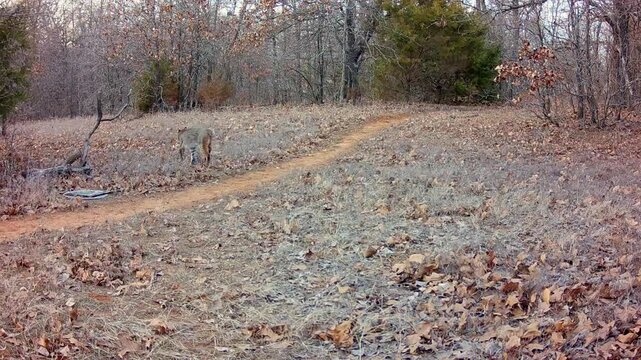 Large bobcat crossing an opening on a mid winter evening, well camouflaged with its colors