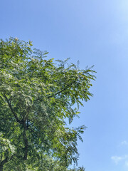 tree branches against blue sky