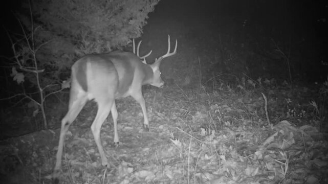White tailed deer buck with beautiful antlers walking cautiously along a path in the woods on a winter night, in infrared footage