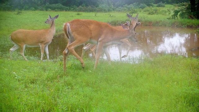 Herd of White-tailed deer with two does, a buck and a fawn walking by a small pond in a summer thunderstorm