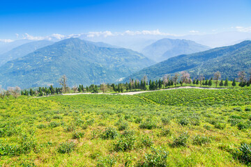 Temi tea garden of Ravangla, Sikkim, beautiful vast tea plantation on gradually sloping field with...
