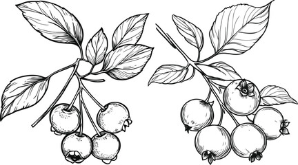 Black and White Blueberry Vector Illustrations, Natural Food Sketch Pack for sublimation print, tattoos, and packaging design.